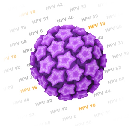 Human papillomavirus (HPV).のイラスト素材