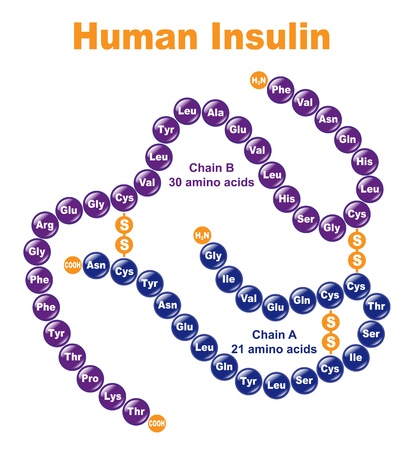 Human Insulin. Stylized chemical structure.のイラスト素材
