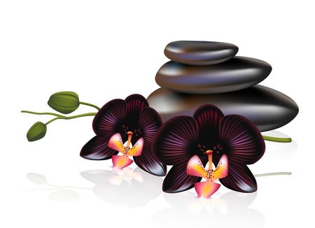 Pebbles with black orchids. Spa composition. Vector illustration.のイラスト素材