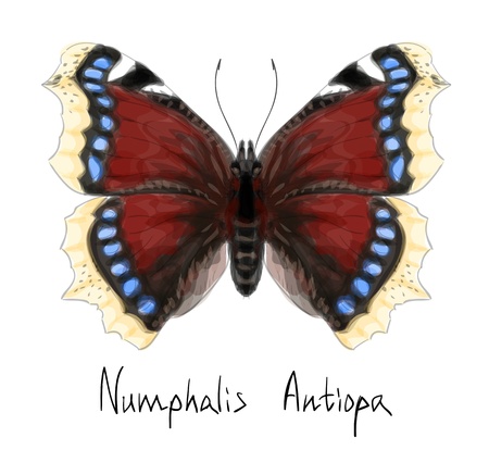Butterfly Numphalis Antiopa  Watercolor imitation のイラスト素材