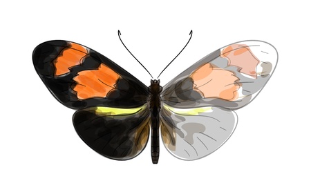 Butterfly Heliconius. Unfinished Watercolor drawing imitationのイラスト素材