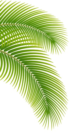 Leaves of palm tree on white backgroundのイラスト素材