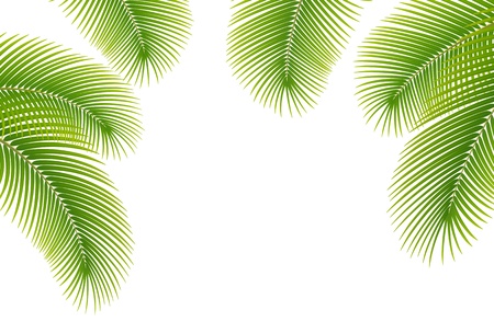 Leaves of palm tree on white background