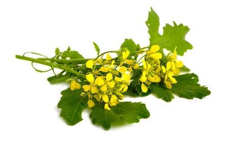 Mustard flowers on a white background.の写真素材