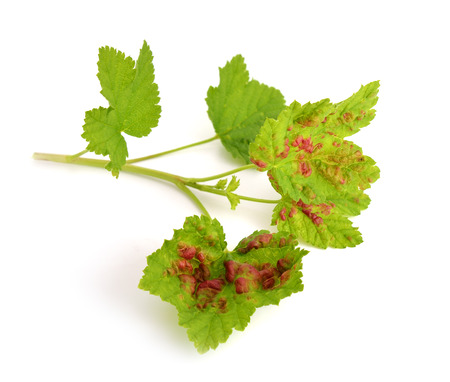 Illness leaves of a gooseberry  Isolated の写真素材