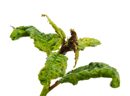 Cherry branch struck with a plant lice  Aphid   Isolated の写真素材