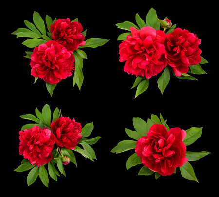 Red peonies on a black background. Vector illustration.のイラスト素材