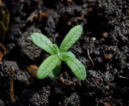 Rosemary seedlingの写真素材