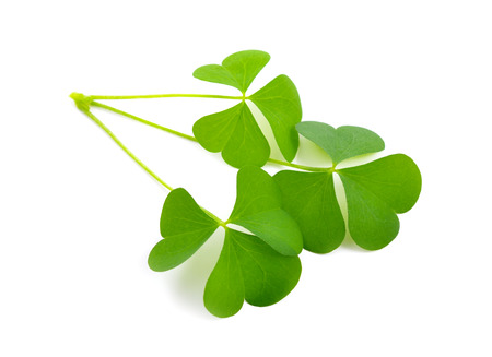 Wood-sorrel leaves. Isolated.