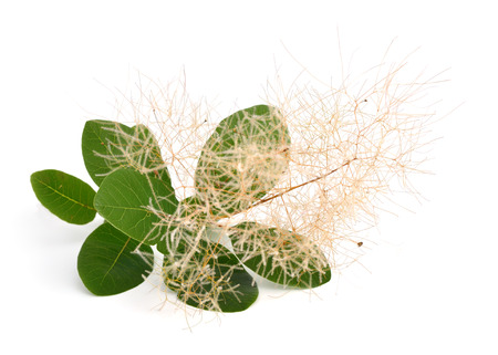 Smoketree or Smoke bush (Cotinus) isolated