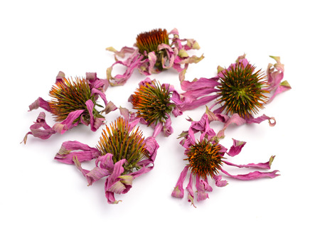 Dried flowers Echinacea purpurea (eastern purple coneflower or purple coneflower) Isolated.の写真素材