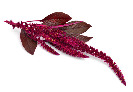 Amaranthus isolated.の写真素材