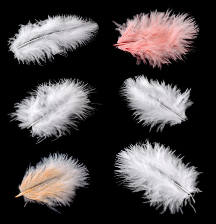 White and color feathers on a black background.の写真素材