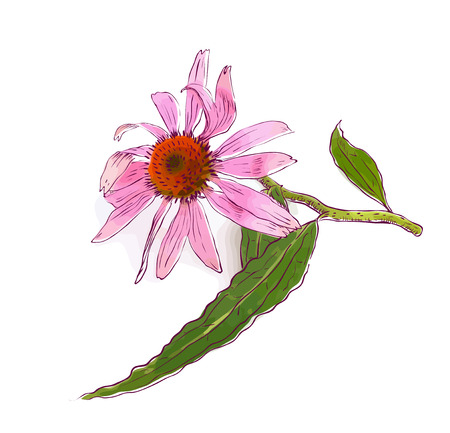 Echinacea purpurea (eastern purple coneflower or purple coneflower). Vector illustration.のイラスト素材