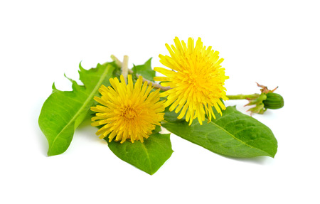 Dandelion flowers. Isolated on white background.の写真素材