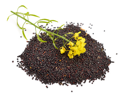 Rapeseed with flowers. Isolated.の写真素材