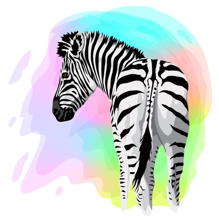 Zebra on abstract bright background. Vector illustration.のイラスト素材