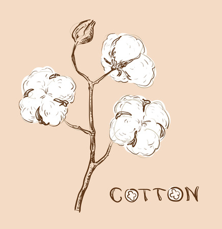 Cotton branch, vector sketch.のイラスト素材