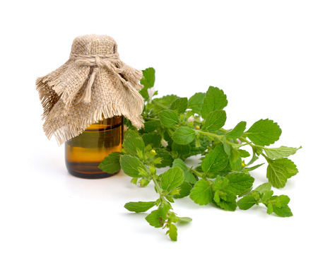 Melissa officinalis, known as lemon balm, balm, common balm, or balm mintの写真素材