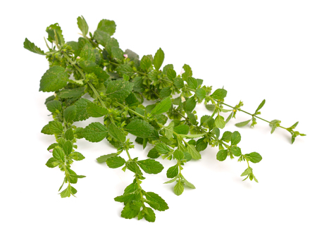 Melissa officinalis, known as lemon balm, balm, common balm, or balm mintの写真素材