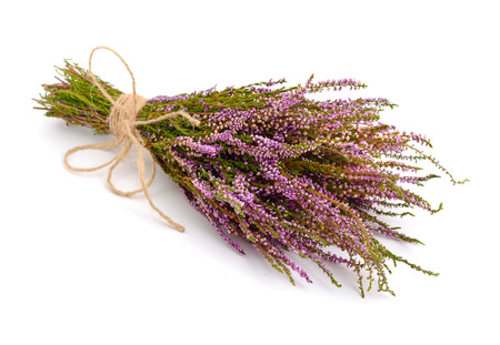 Calluna vulgaris (known as common heather, ling, or simply heather) isolated.の写真素材
