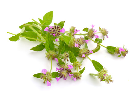 Mentha pulegium, commonly (European) pennyroyal, also called squaw mint, mosquito plant and pudding grass. Isolated.の写真素材