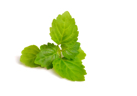 Patchouli sprig. Isolated on white background.