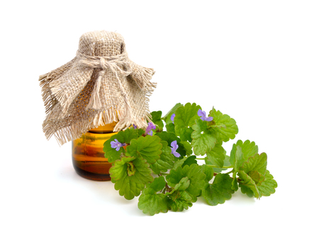 Glechoma hederacea, ground-ivy, gill-over-the-ground, creeping charlie, alehoof, tunhoof, catsfoot, field balm, run-away-robin. With pharmaceutical bottle. Isolated.の写真素材