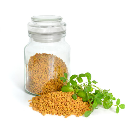 Fenugreek seed with sprout. (Trigonella foenum-graecum)の写真素材
