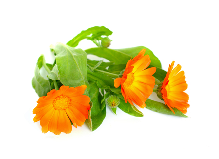 Calendula officinalis (pot marigold, ruddles, common marigold, garden marigold, English marigold, or Scottish marigold).の写真素材