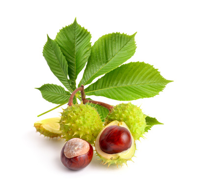 Horse-chestnut (Aesculus) fruits with leawes. Isolated on white backgroundの写真素材