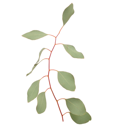 Eucalyptus twig. Isolatedon white background.の写真素材