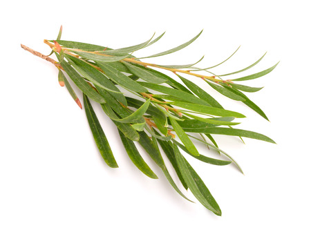 Melaleuca twigs. Isolated on white background.