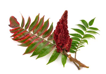 Drupes of a staghorn sumac isolated on white background.の写真素材