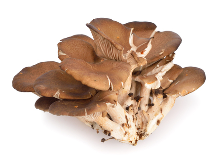 Pleurotus ostreatus, the oyster mushroom, is a common edible mushroom. Isolated.の写真素材