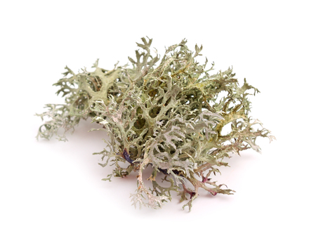 Lichen isolated on white background.の写真素材