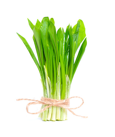 Allium ursinum – known as ramsons, buckrams, wild garlic, broad-leaved garlic, wood garlic, bear...