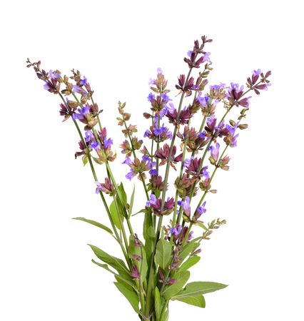 Salvia officinalis (sage, also called garden sage, or common sage) flower. Isolated.の写真素材