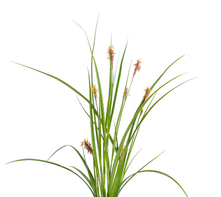 Carex humilis, also known as dwarf sedge. Isolated on white background.の写真素材