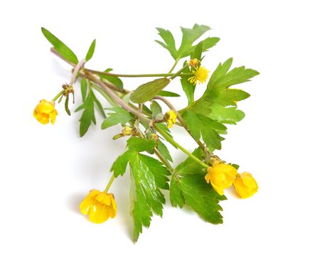 Ranunculus, buttercups, spearworts, water crowfoots. Isolated.