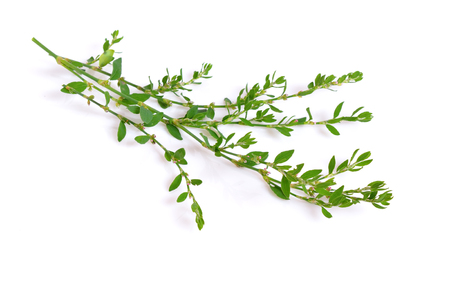 Polygonum aviculare or common knotgrass is a plant related to buckwheat and dock. It is also called prostrate knotweed, birdweed, pigweed and lowgrass. Isolated.の写真素材