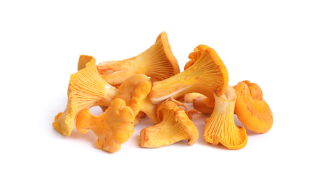 Cantharellus cibarius, commonly known as the chanterelle, or girolle. Isolated.の写真素材