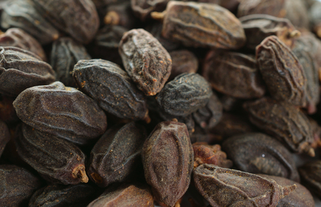 Dried NEEM Fruit with SEEDS, NIMODI (Azadirachta indica)の写真素材