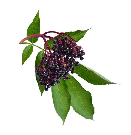 Sambucus nigra. Common names include elder, elderberry, black elder, European elder, European elderberry and European black elderberry.の写真素材