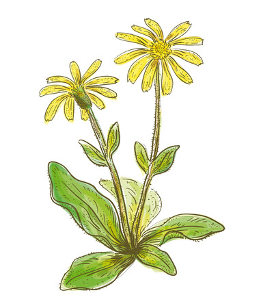 Arnica montana. Vector illustration. Watercolor imitation.のイラスト素材