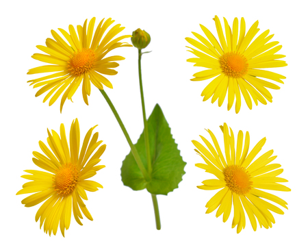 Doronicum, known as leopard's-banes. Isolated set on white background.の写真素材