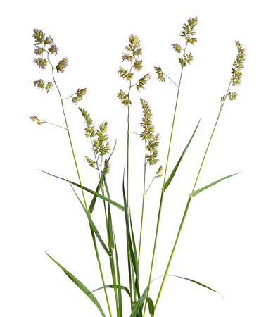 Dactylis glomerata, also known as cock's-foot, orchard grass, or cat grass. Isolated.の写真素材