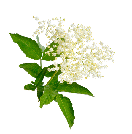 Elderberry flower and leaves isolated on white backgroun.の写真素材