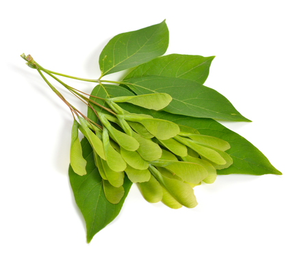 Acer negundo or Manitoba, occasionally, elf maple. Box elder, boxelder, ash-leaved, ash or ashleaf maple. Leaves with green seeds. ISolated.の写真素材