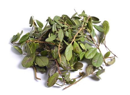 Dried medicinal herbs raw materials isolated on white. Leaves of Vaccinium vitis-idaea (lingonberry, partridgeberry, or cowberry)の写真素材